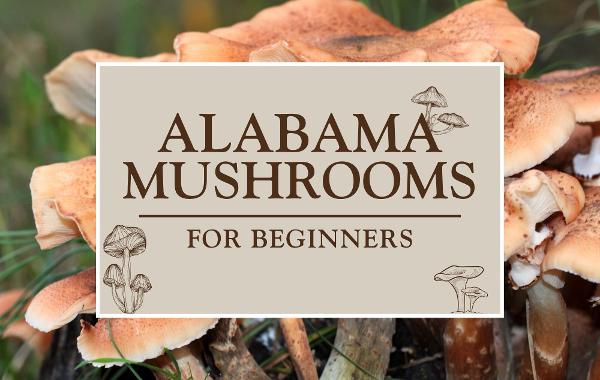 Alabama Mushrooms: Beginner Level 1